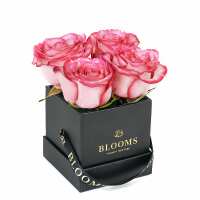 Read New York Blooms Reviews